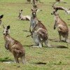 kangaroo