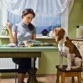 dog companion